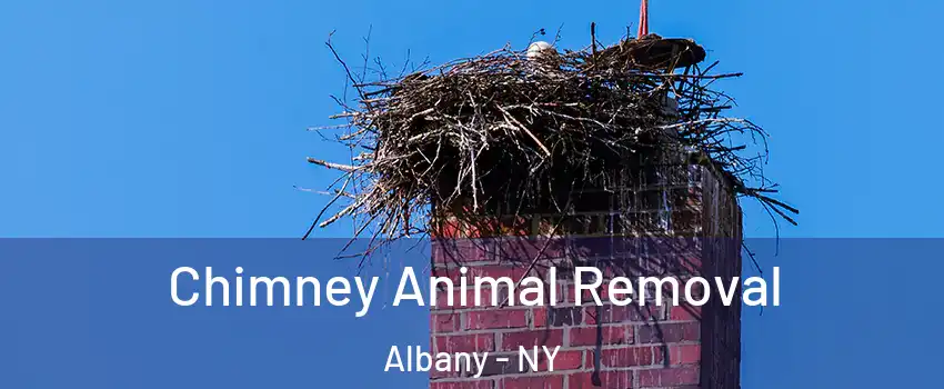  Chimney Animal Removal Albany - NY