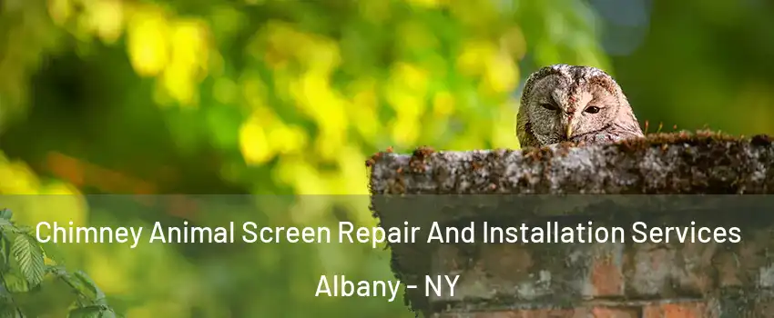  Chimney Animal Screen Repair And Installation Services Albany - NY